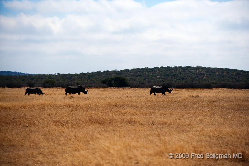 20090610_111035 D3 (1) X1.jpg - The Rhinoceros is a large, primitive mammal.  All species are endangered.  Since 1970 the rhino population in Africa has decreased by 90%.  There are 2 species in Southern Africa, the very rare black rhino and the somewhat endangered white rhino.  There are about 15,000 white rhinos in Africa today